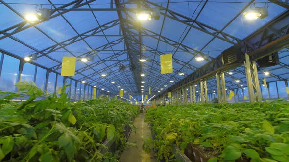 The Production Site of the Greenhouse Where Potatoes Are Grown