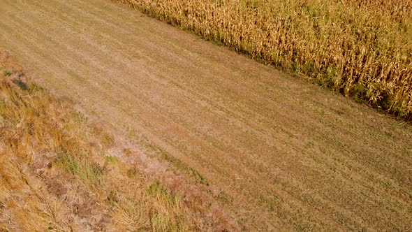 Revealing aerial drone 4k video of agriculture corn fields on the sunny day.
