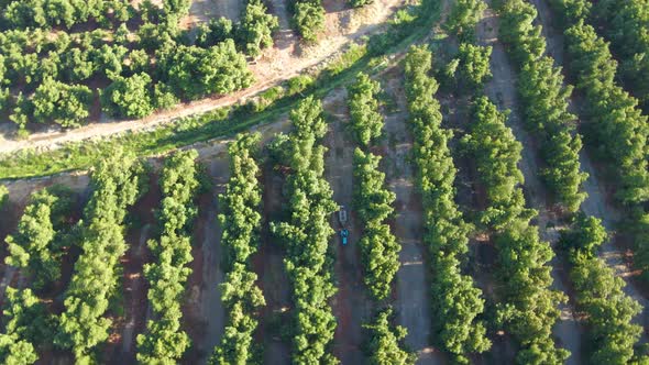 Aerial top down orbit of a tractor spraying pesticides alongside waru waru avocado plantations in a