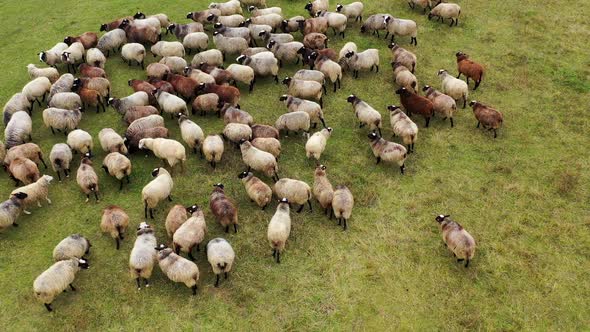 Beautiful fluffy sheep. Herd of brown and white domestic animals grazing on pasture. 