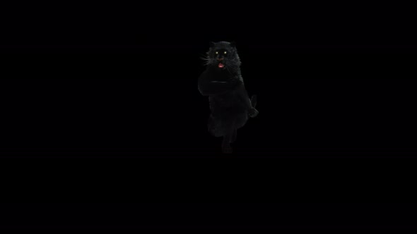 Panther Dancing 4K