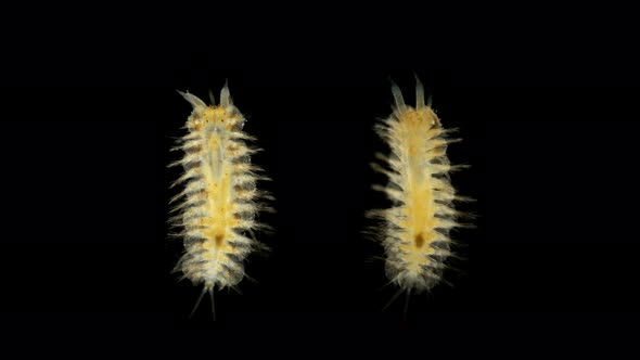 Harmothoe Sp. Under the Microscope, of the Polynoidae Family, This Genus Has Bioluminescent Species