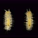 Harmothoe Sp. Under the Microscope, of the Polynoidae Family, This Genus Has Bioluminescent Species - VideoHive Item for Sale
