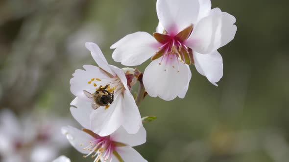 A bee in a apple blossom flower 