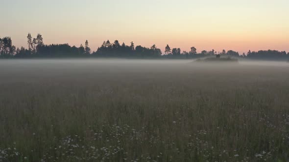 Meadow in Early Morning