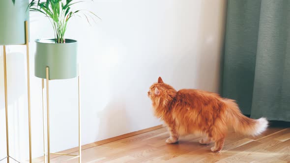 Fluffy gniger cat plaing with sun beam in a room