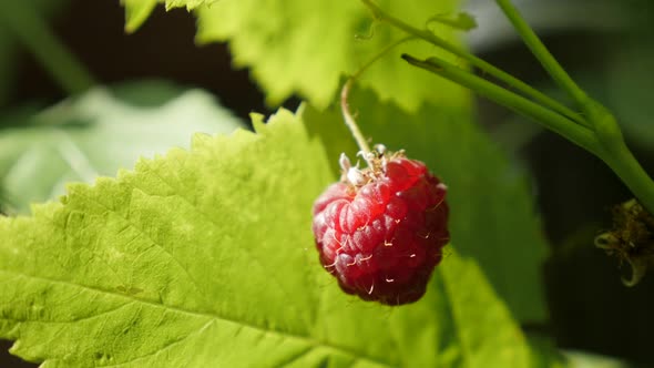 Rubus idaeus on plant vines close-up 4K 2160p 30fps UltraHD footage - Red  European organic raspberr