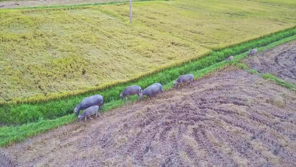 Drone Flies Above Grey Buffaloes Walking Along Rice Field