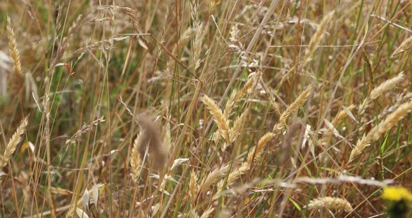 [4K] Wild Cereals