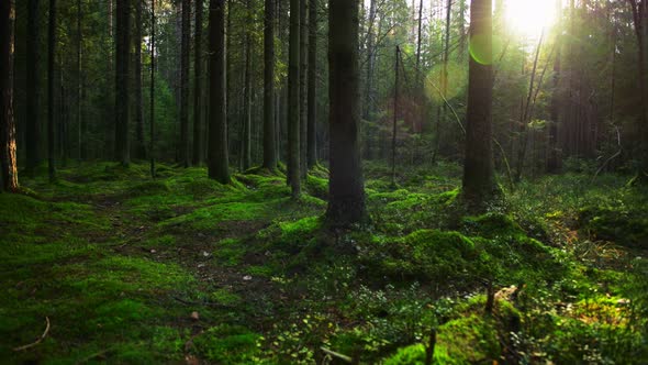 Sun Rays Make Their Way Through the Thick Pine Forest