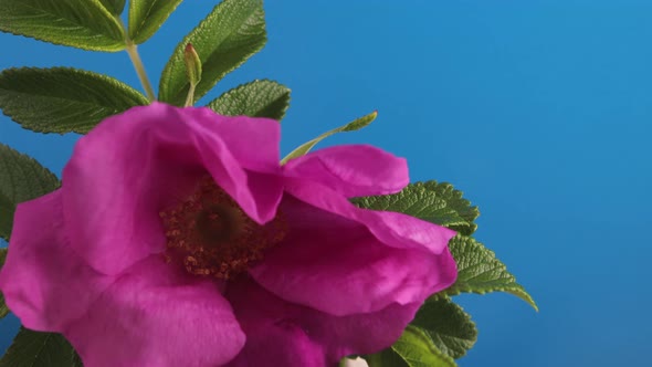 Wilted Rosehip Flower Coming to Life on a Blue Background
