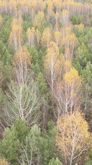 Vertical Video of a Beautiful Forest in the Afternoon Aerial View