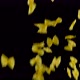 Farfalle Italian Pasta flying in front of black background - VideoHive Item for Sale