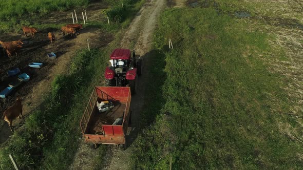 red old tractor at sunset near cows and green fields going down the road