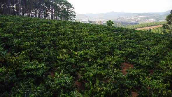 Low aerial flying backwards from coffee growing field, Vietnam