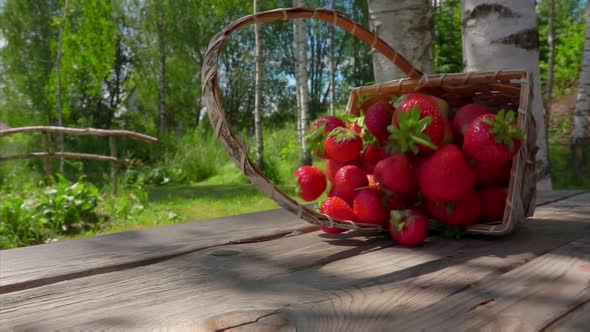 The Birch Basket Full of Large Sweet Strawberries Is Falling on the Wooden Table