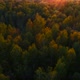 Wild Spring Forest on Sunset - VideoHive Item for Sale