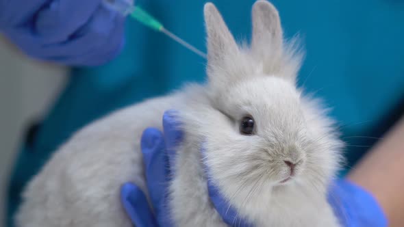 Hand in Glove Giving Injection to Rabbit, Testing Cosmetics on Animals, Closeup