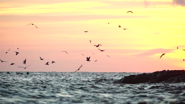 A Flock of Seagulls Fly and Fish in the Sea