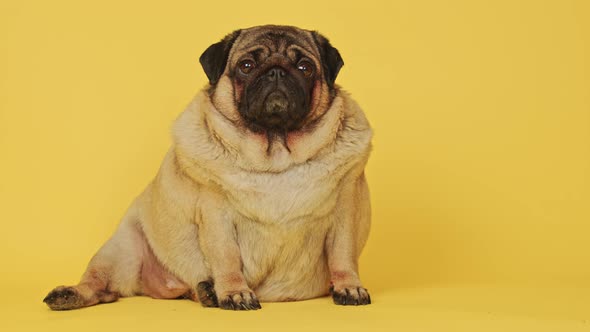 Cute Pug Dog on Yellow Background