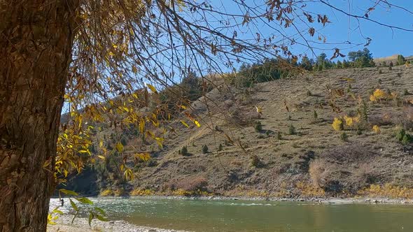 Slow motion view walking past trees looking at the Snake River