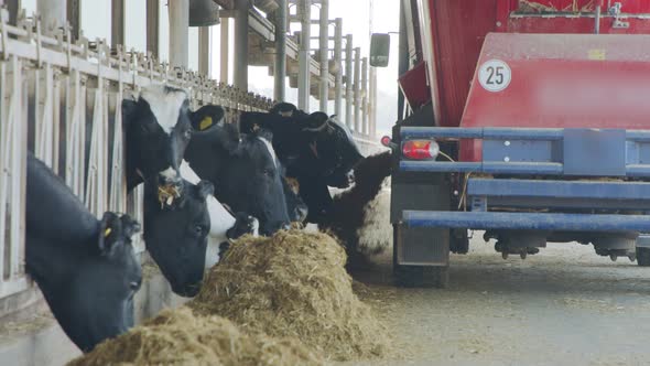 Cow feeding with a Self-propelled TMR mixer in a dairy farm