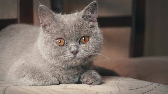 Pedigree Gray Domestic Cat Sleeps on a High Chair in the Apartment