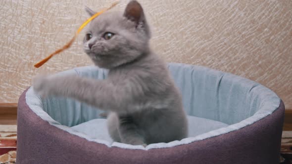 Scottish Straighteared Gray Kitten Plays with a Ribbon in His Bed
