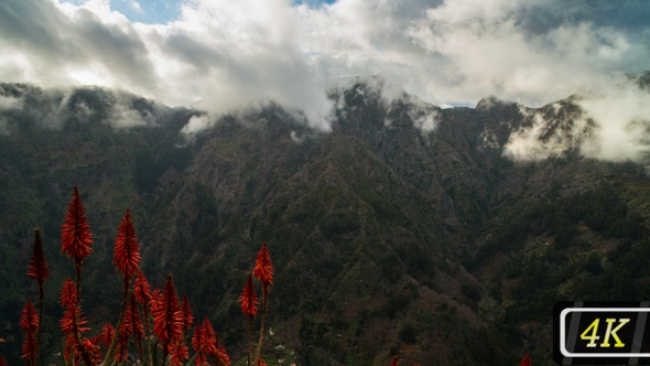 Flowering Aloe Plants in the Mountains, Madeira