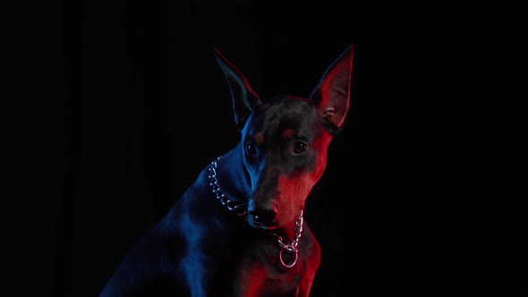 Frontal Footage of a Doberman Pinscher on a Black Background in Red and Blue Light