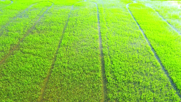 The sapling of the green rice sapling plant. Video of fresh spring rice field