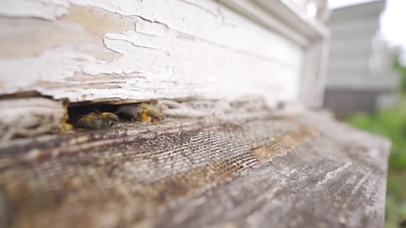 Honey bees close-up slow motion.