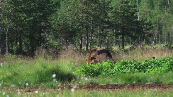 Two Hungry Wild Bear Feeding A Fresh Meat Behind The Lush Green Bush In Savanna - Wide Shot