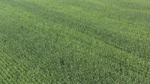 Green agricultural field of corn from above 4K aerial video