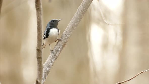 Isolated Black Throated Blue Warbler Bird Perched And Flying From A Forest Tree Branch