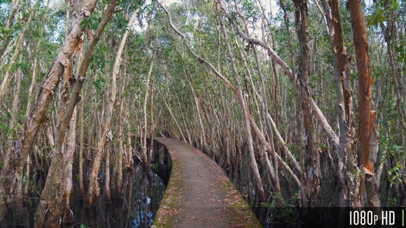 Floating Boardwalk Over a Water Marsh with Dense a Forest of Trees