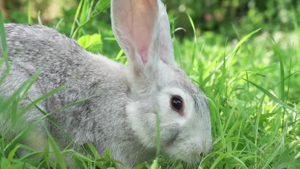 Cute Fluffy Little Bunny on a Green Meadow in Sunny Sunny Weather Closeup