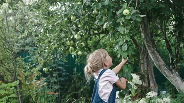 Little Girl Reaching for Apples in Garden alt