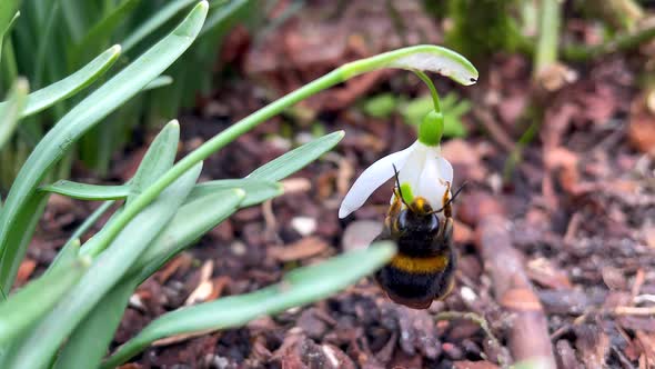 Slow motion macro of beautiful bumblebee holding on lily flower and collecting nectar pollen during