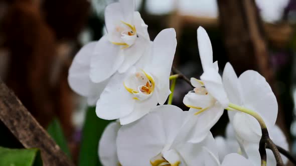 Very beautiful blooming white orchids.