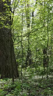 Vertical Video of Green Forest During the Day