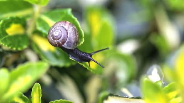 macro of small garden snail on green leaves
