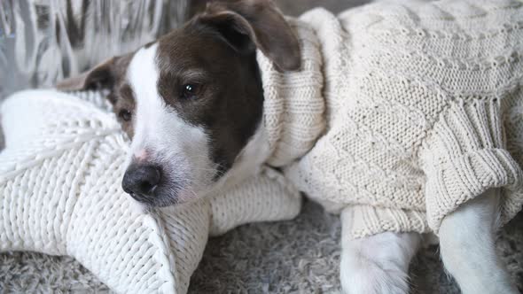 Dog Wearing Knit Sweater Lying On Pillow Relaxing At Home