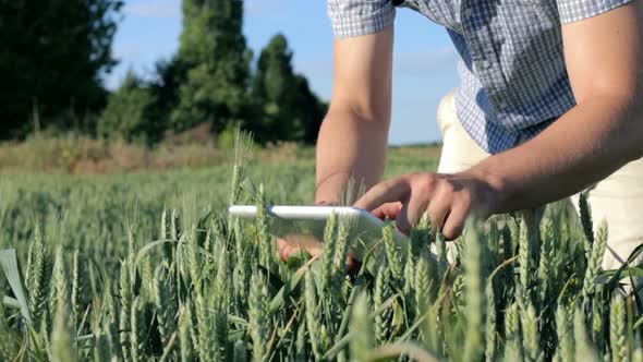 An agronomist with a digital tablet works on a smart wheat farm. Agriculture concept.