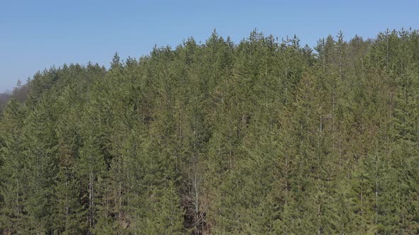 Evergreen forest tree tops under blue sky 4K drone video