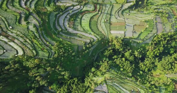 Aerial top down shot of vegetable plantation in the valley and dense trees in Central Java,Indonesia