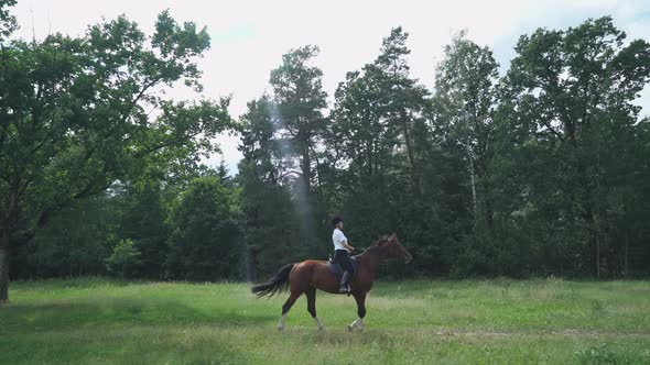 Woman Rider on Horseback Riding in a Clearing Near the Forest, Horse Walking Along a Path