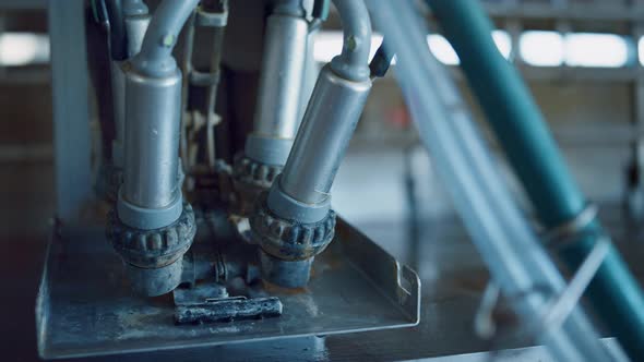 Cow Milking Device Placed in Technological Farm Close Up