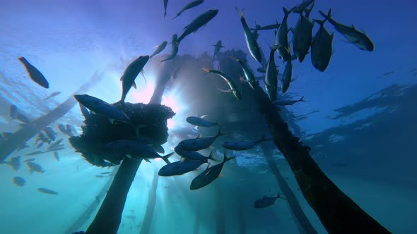 tropical reef fish under a old wooden jetty in Indonesia