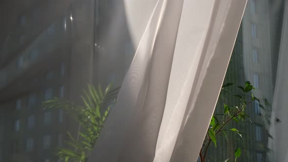 Rays of the Sun Shine Through the White Transparent Tulle